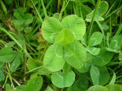 Five five-leaved green