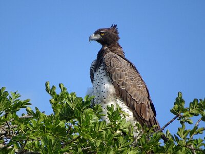 Bird of prey bird south africa photo