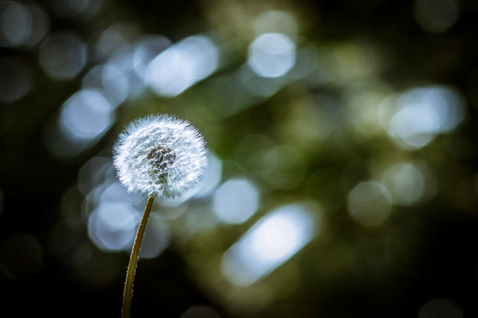 Meadow flower flying seeds