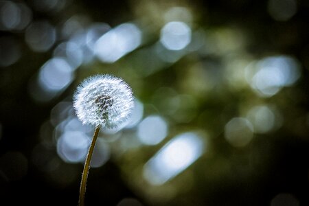 Meadow flower flying seeds photo