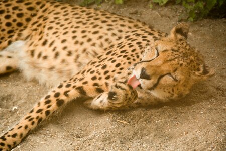 Carnivores africa kenya