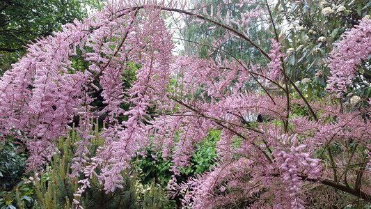 Pink flower pink plant nature photo