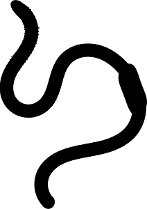 Ringed earthworm
