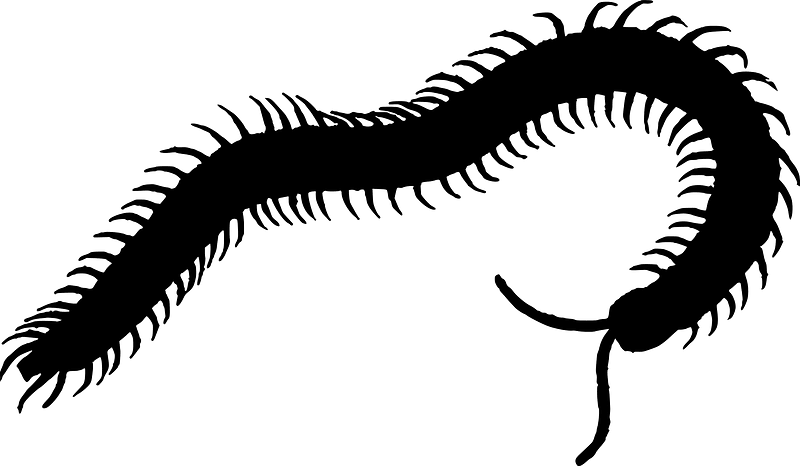 Centipede