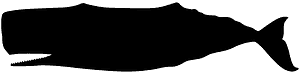 抹香鲸