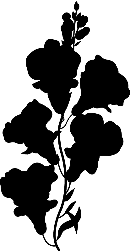 Snapdragon