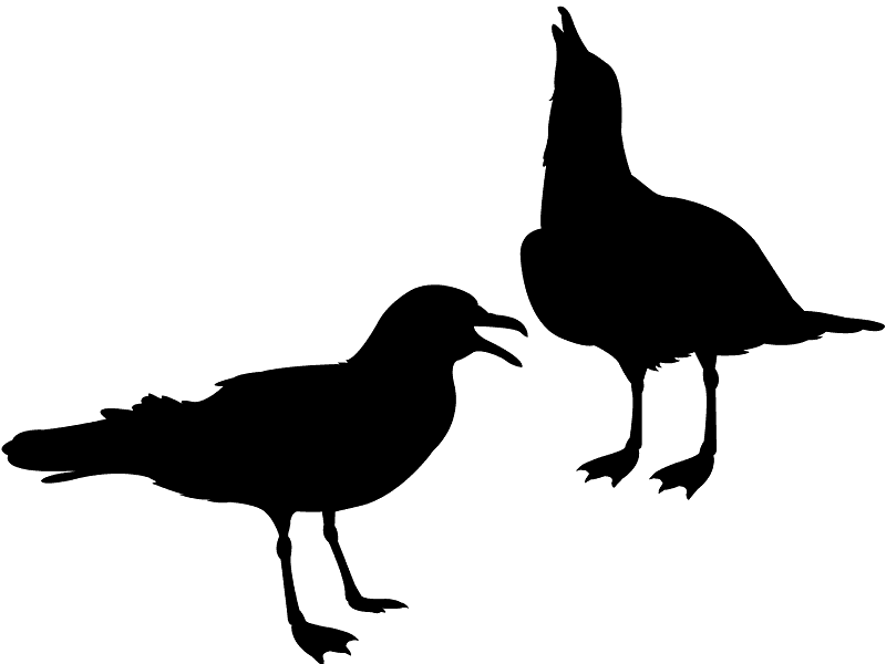 Чайки