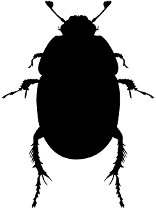 Scarab Beetle