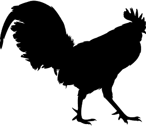 Rooster