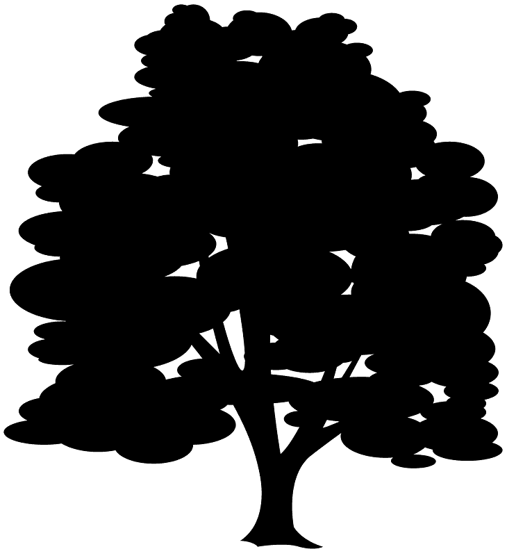 美国梧桐
