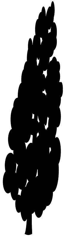 Poplar