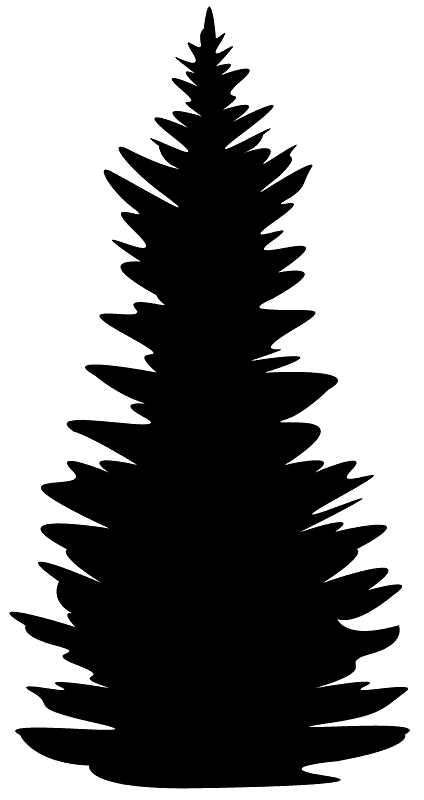 西加云杉