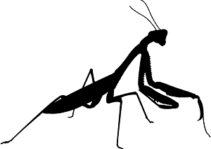 Praying Mantis