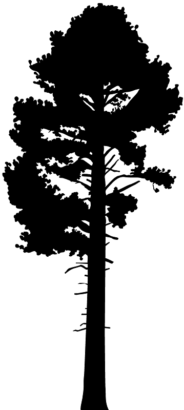 Pine