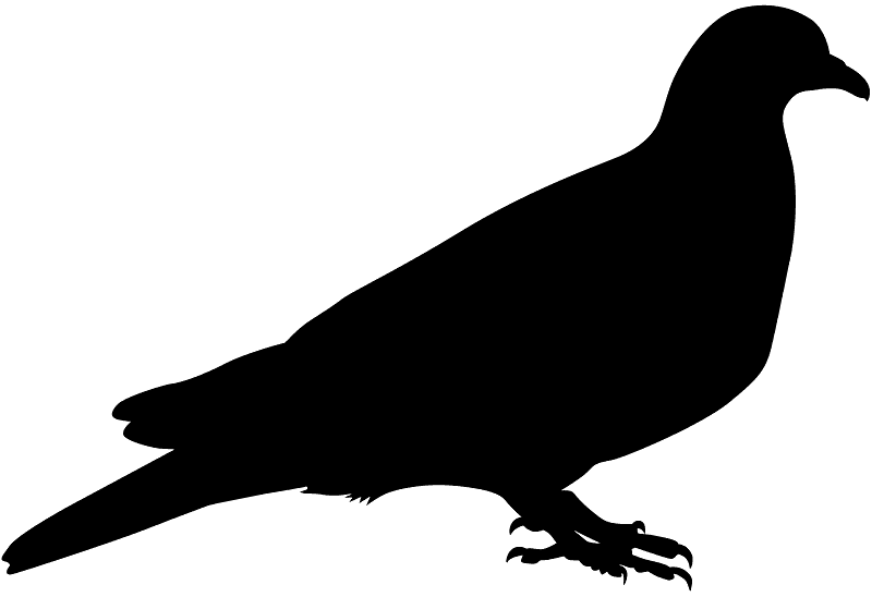 Pigeon