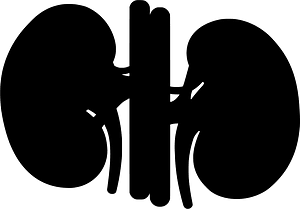 Kidney