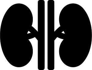 Kidney