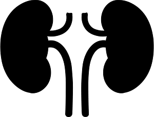 Kidney