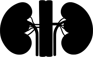 Kidney