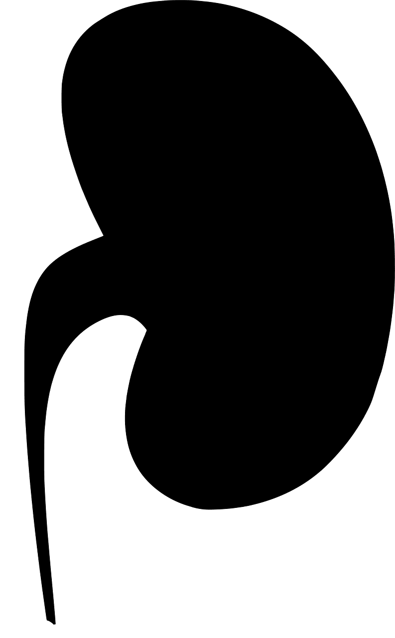 Kidney