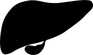 Liver