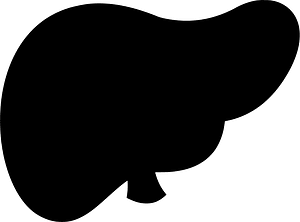Liver