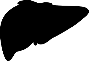 Liver