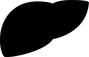 Liver Organ