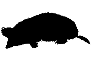 Mole