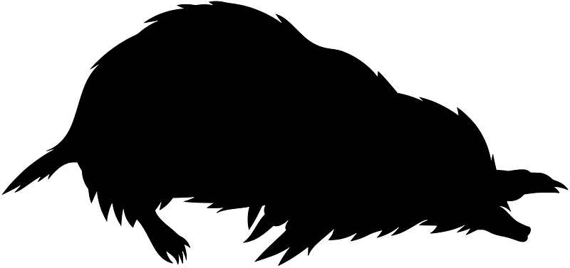 Gray mole