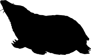Mole