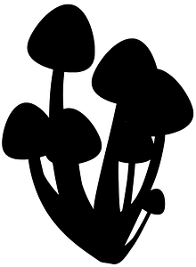 Shimeji mushroom