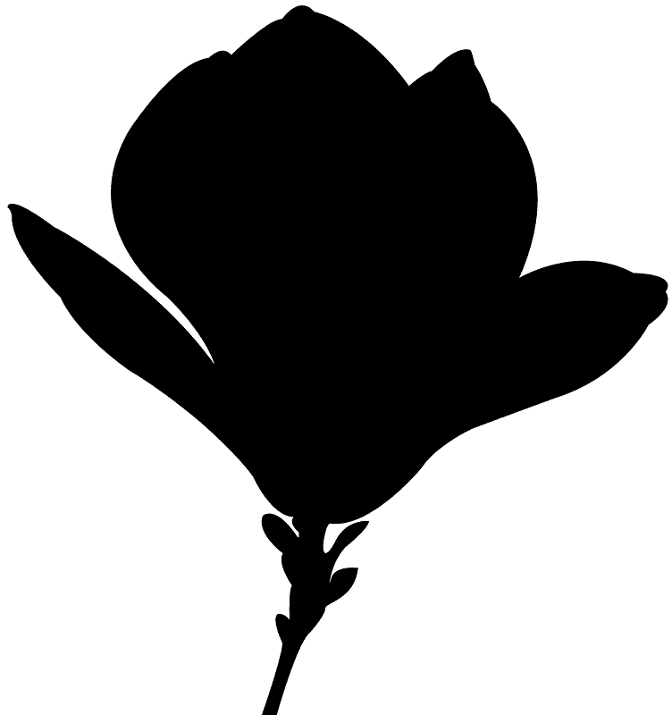 Magnolia