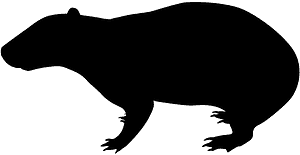 Paca