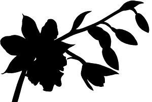 兰花