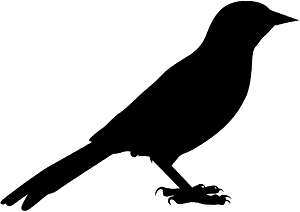 Oriole