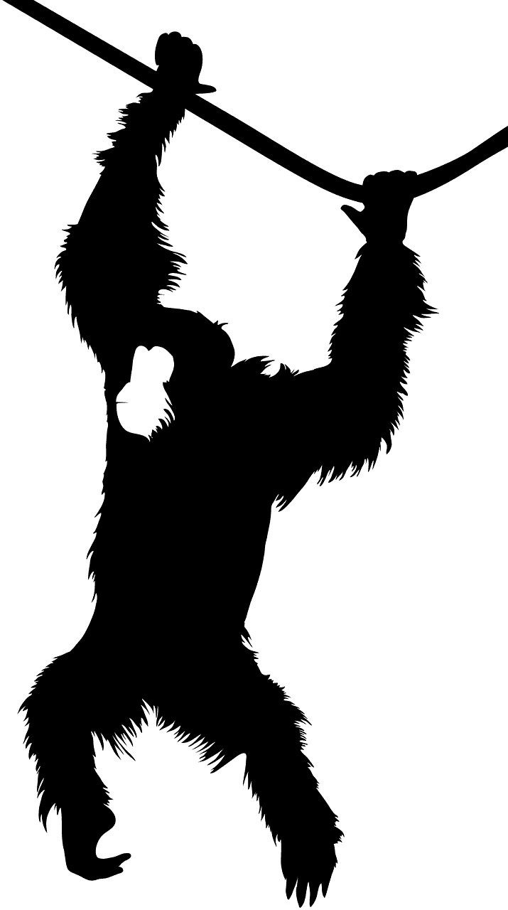 Orangutan