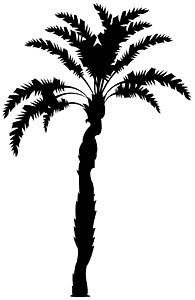 Date Palm