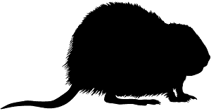 사향쥐