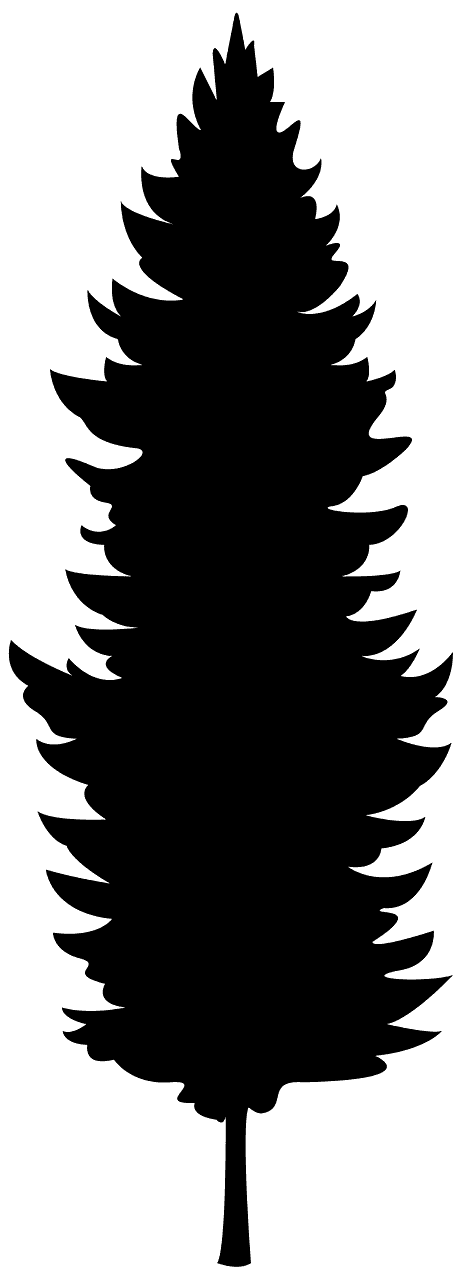 Douglas Fir