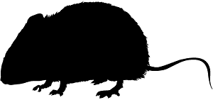 생쥐