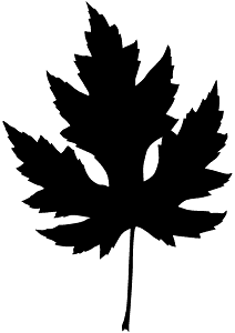 Silver Maple Leaf