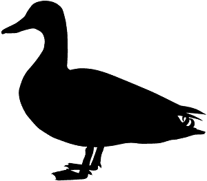 Canard colvert