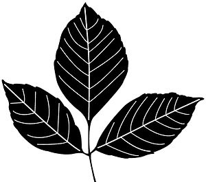 Ash Leaf