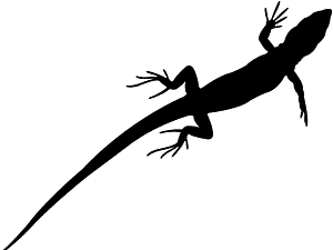 Lézard