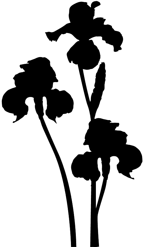 Ірис