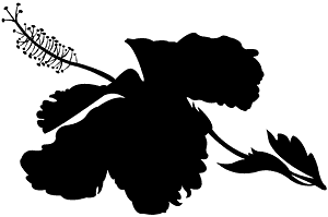 ハイビスカス