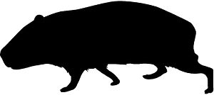 기니피그
