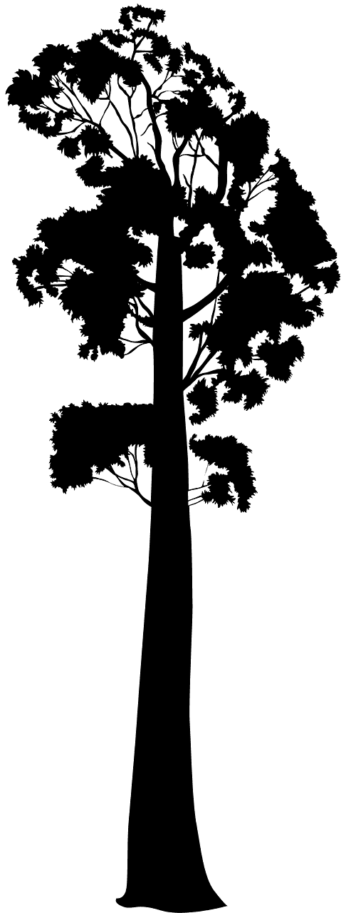 Eukalyptus