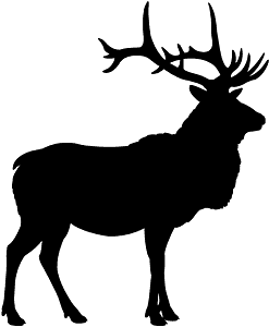 Wapiti